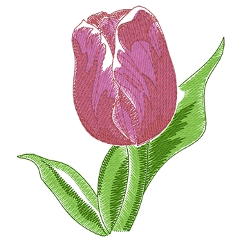 Tulip