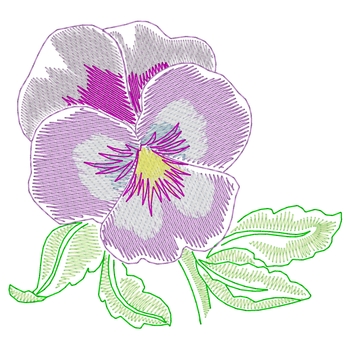Pansy