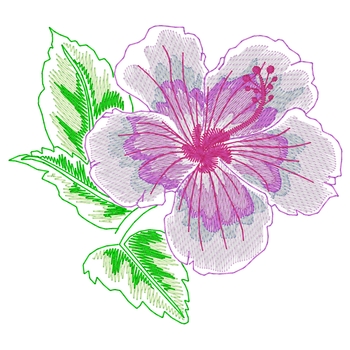 Hibiscus