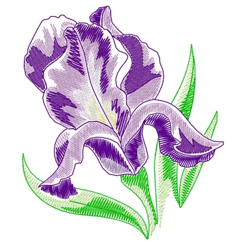 Iris