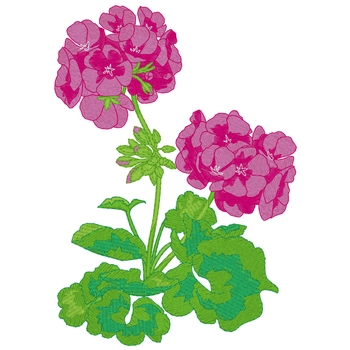 Geranium