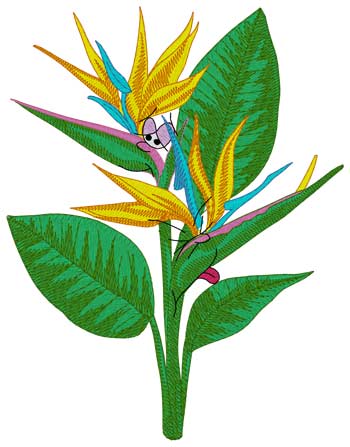 Bird Of Paradise