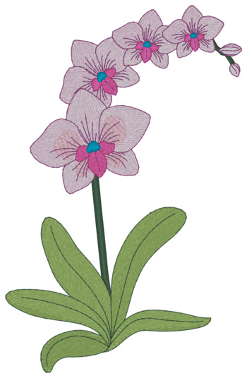 Orchid