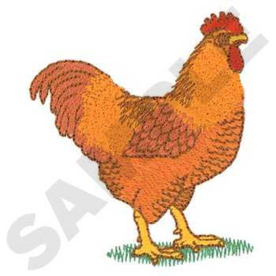 Rooster