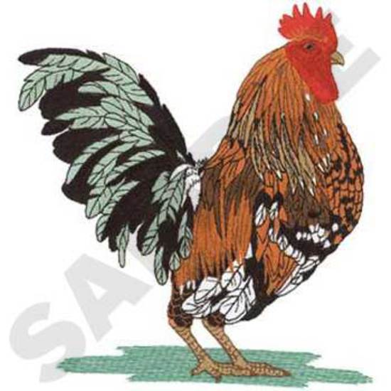 Bantam Rooster