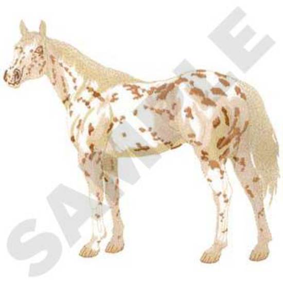 Appaloosa