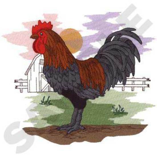 Rooster Scene