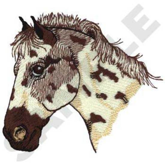 Appaloosa