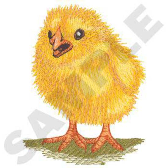 Baby Chick