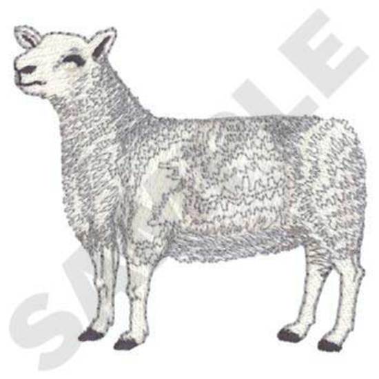 Montadale Sheep