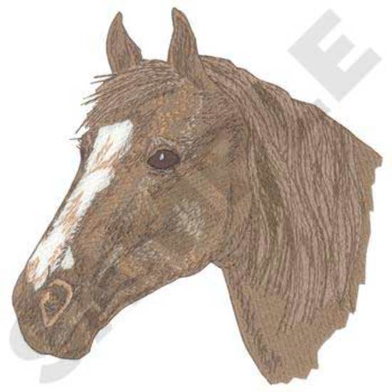 Thoroughbred Horse Head