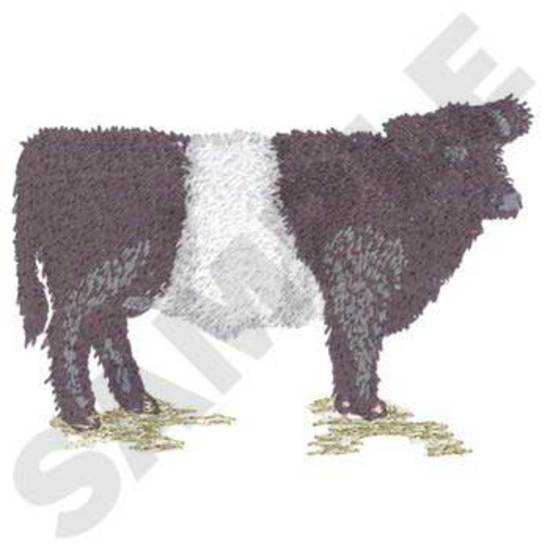 Belted Galloway