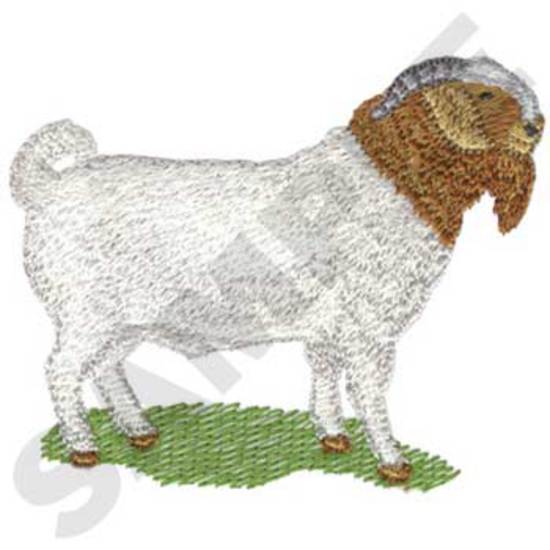 Sm. Boer Goat