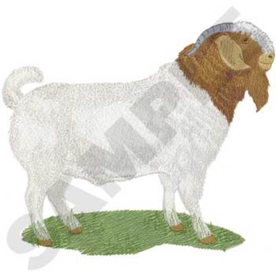 Boer Goat