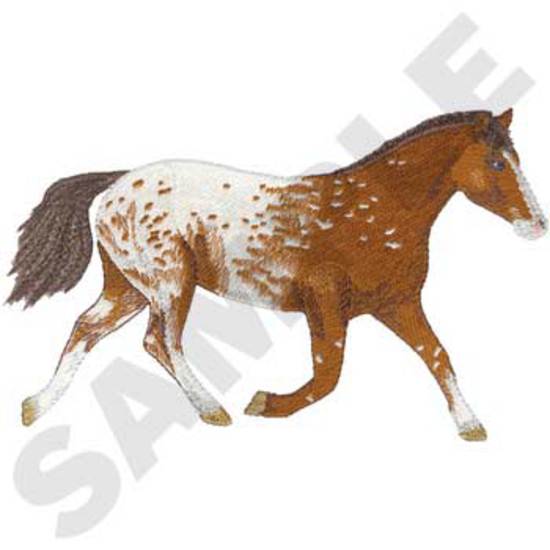 Appaloosa