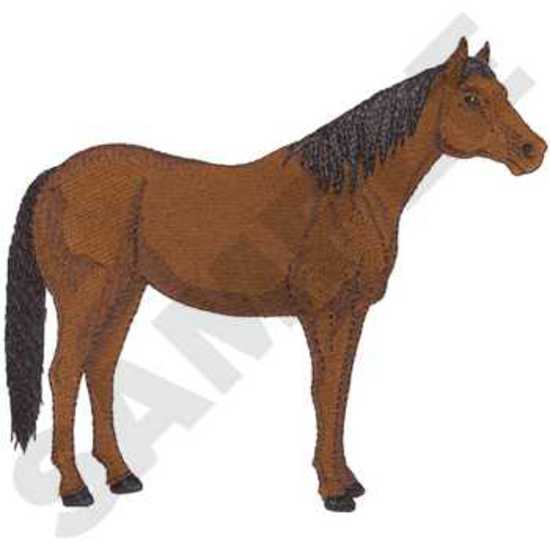 Thoroughbred Horse