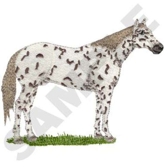 Appaloosa