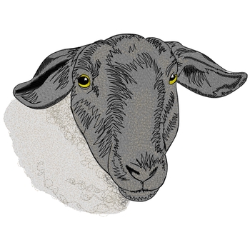 Suffolk Sheep Head