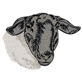 Suffolk Sheep Head