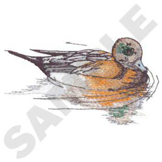 American Wigeon