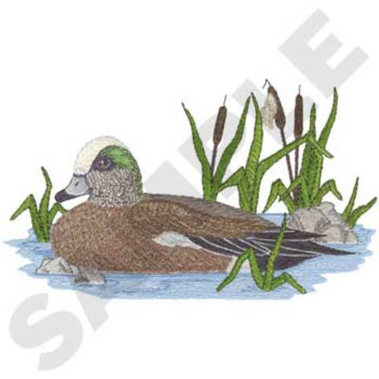 American Wigeon