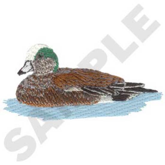 American Wigeon
