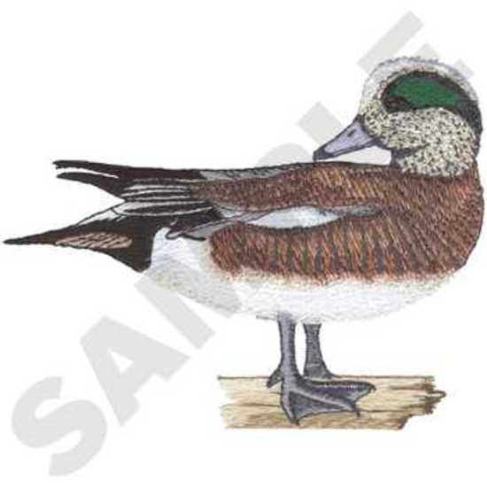 American Wigeon