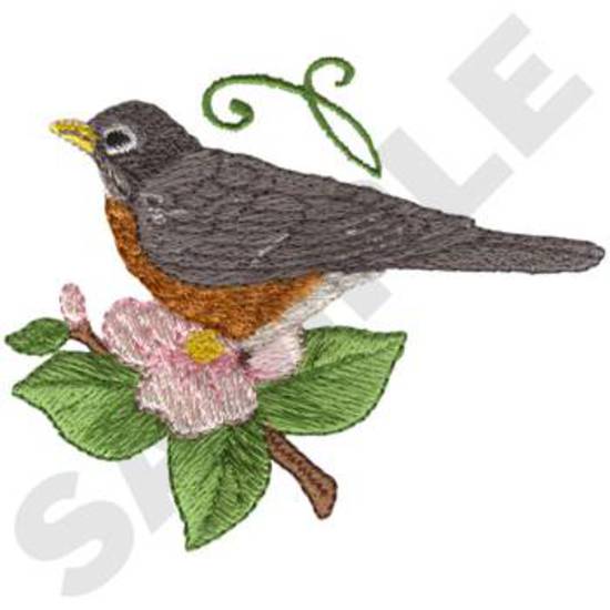 American Robin