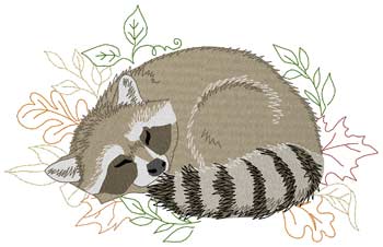 Sleeping Raccoon