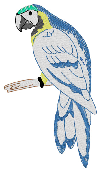 Blauer macaw