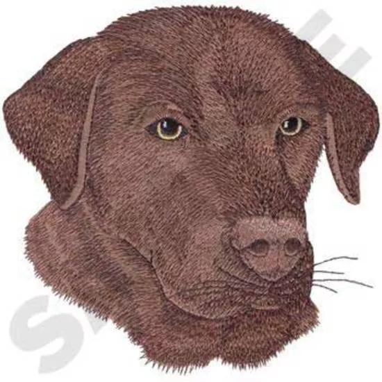brauner Labrador
