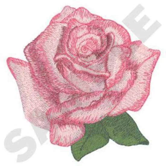 Tafelberg Rose