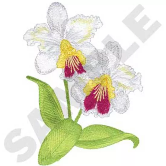 Cattleya Orchideen
