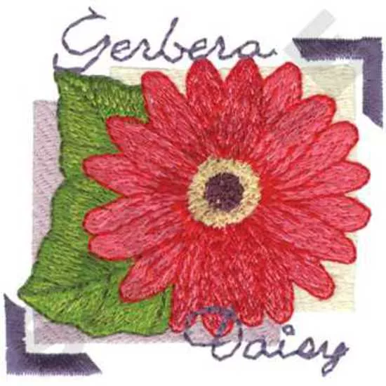 Gerbera Gänseblümchen