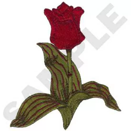 Rotkäppchen Tulip