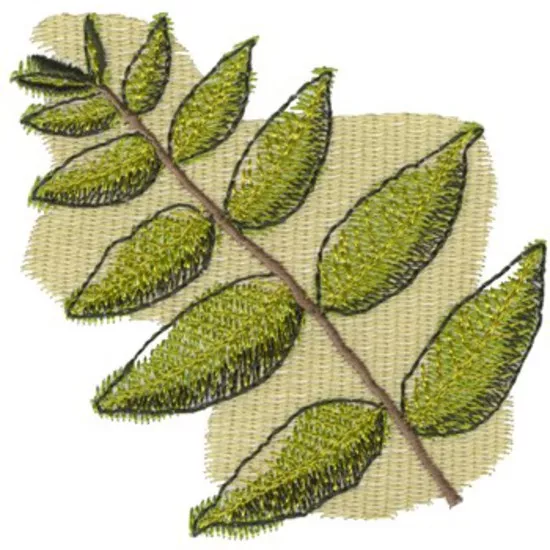 Walnuss-Baum-Blätter